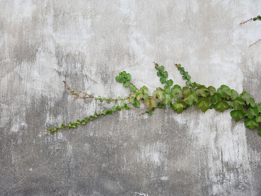담쟁이,담벼락,감성,자연,식물,식물,자연,plants,nature