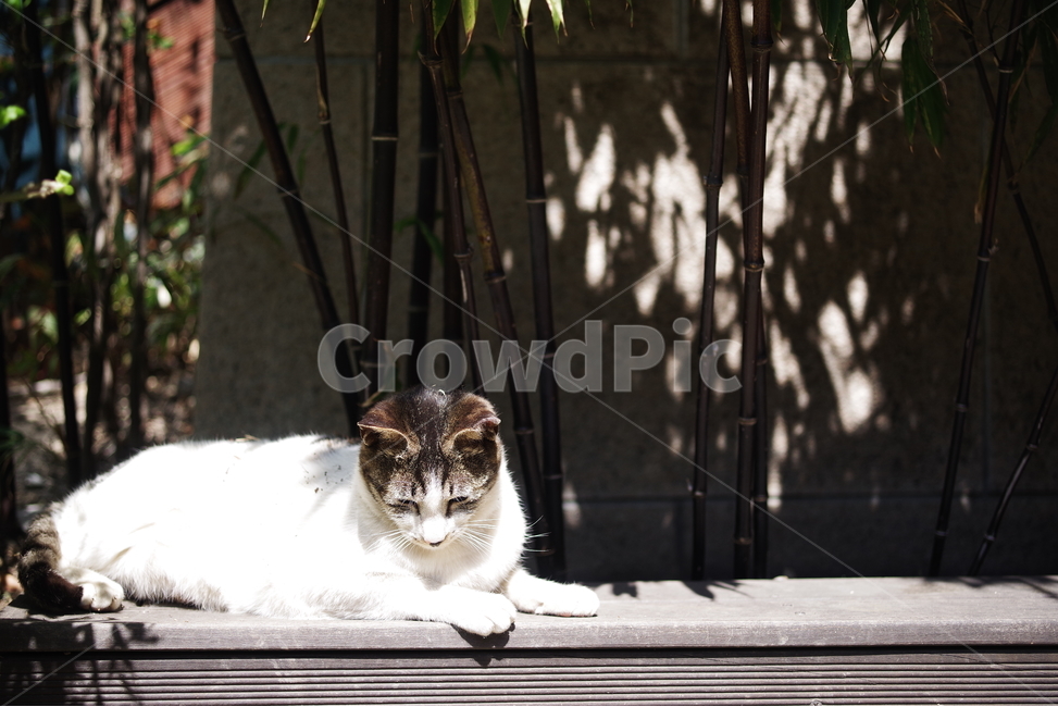 고양이,길고양이,길냥이,동물,포유류,길친구,자연,생명,육식동물,애완동물,야생동물,동물,animal,포유류,mammal,고양이,cat,kitten,kitty