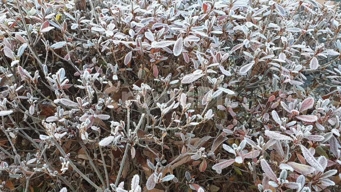 서리,성애,겨울아침,겨울나무,자연,겨울,계절,winter,season,식물,자연,plants,nature