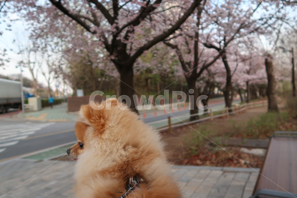 벚꽃,꽃개,벚꽃개,포메,고독한개