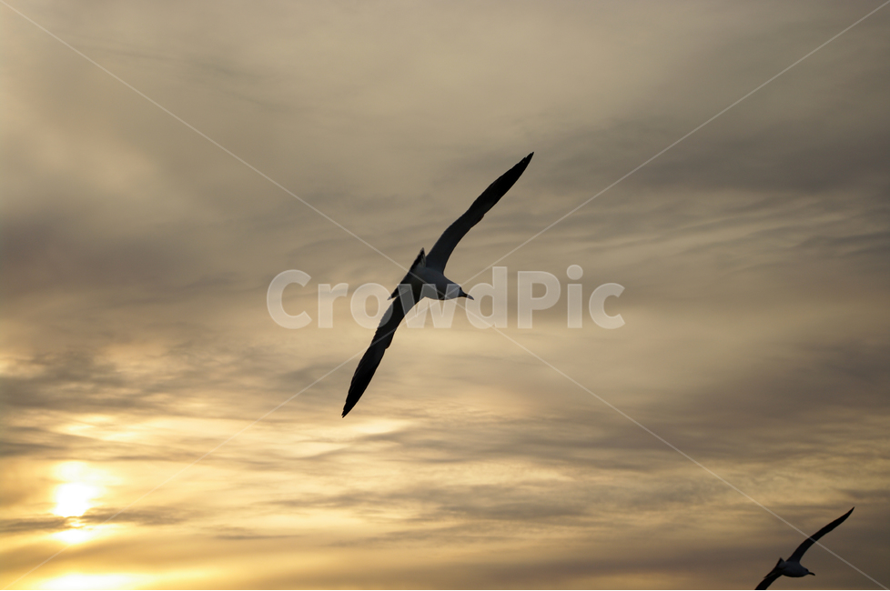 갈매기,새,노을,석양,하늘,구름,풍경,자연,nature,landscape,동물,animal,조류,새,birds