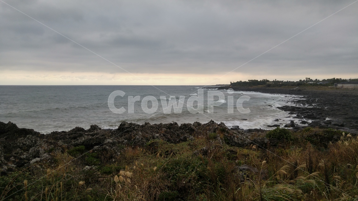 제주,제주도,해안,바다,바닷가,파도,풀,풀숲,grass,plant,잔디,식물,자연,풍경,nature,landscape