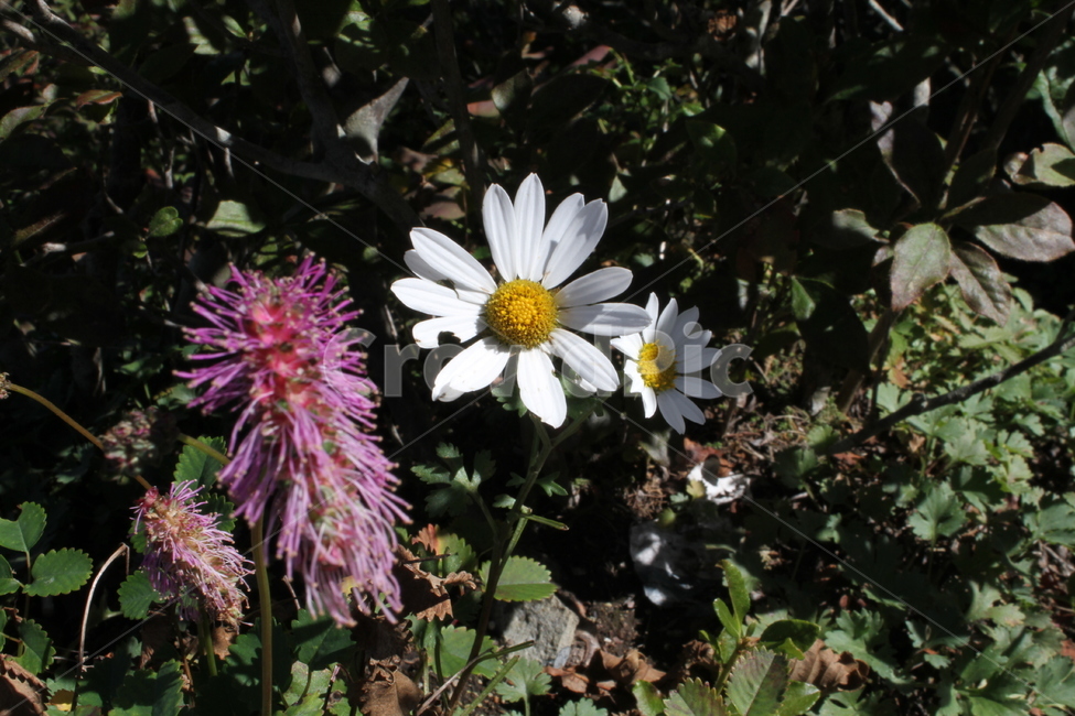 산오이풀,구절초,꽃,식물,야생화,Koreanmountainburnet,식물,자연,plants,nature,꽃,flower