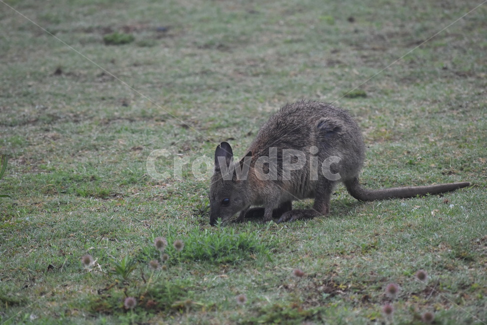 왈라비,포유류,동물,wallaby,mammal,animal,공원,park,wild,wildlife,grass