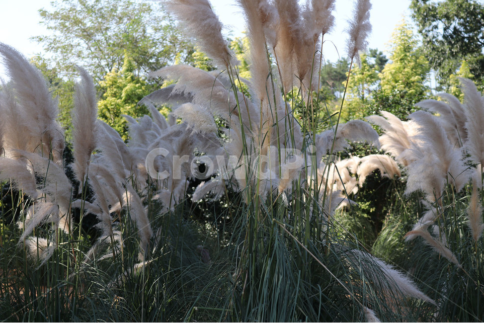 팜파스,팜파스축제,억새꽃,자연농원,가을,가을,계절,fall,autumn,season,식물,자연,plants,nature,grass,잔디,plant,lawn,reed,갈대