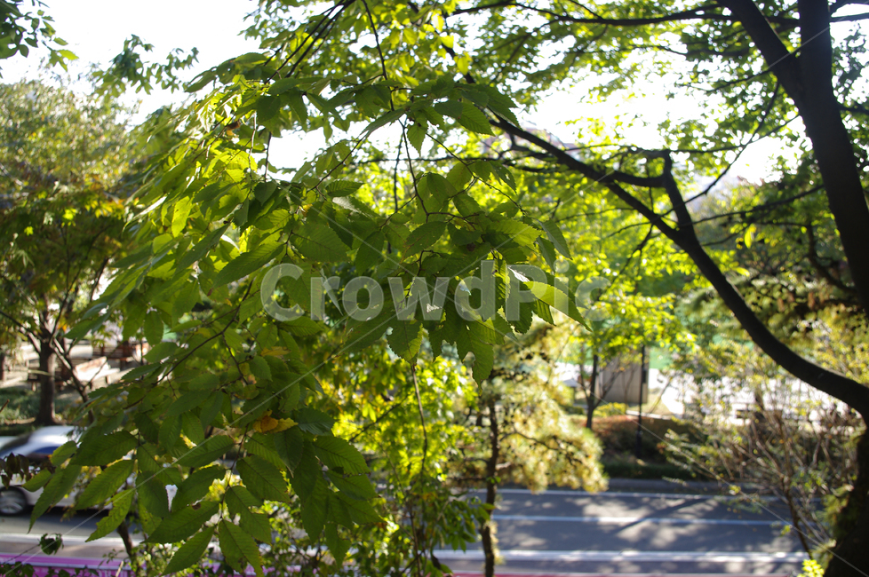 나무,잎,식물,plant,빛,초록,자연,풍경,nature,landscape,garden,정원,outdoors,옥외,arbour,정자,tree