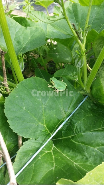 청개구리,봄,연두,밭,자연,동물,animal,파충류,양서류,reptile,amphibian