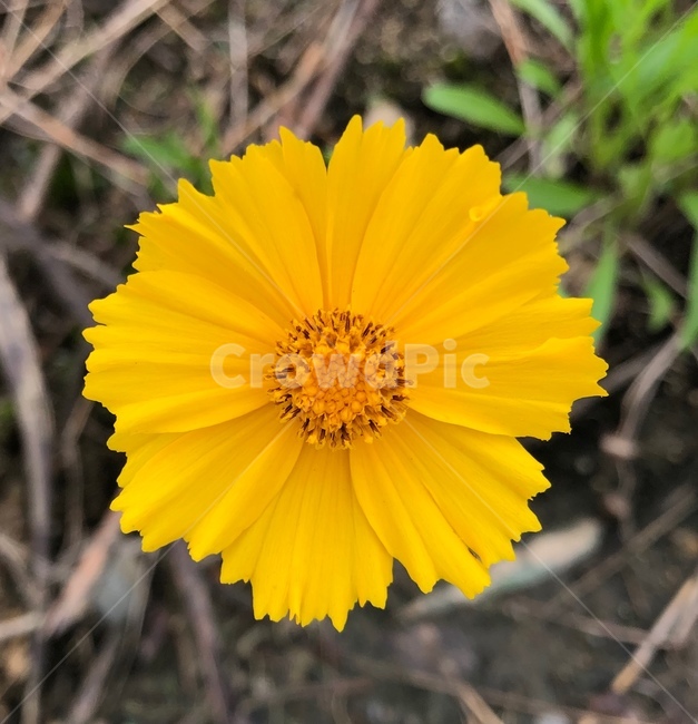 plant,식물,금계국,fiower,꽃