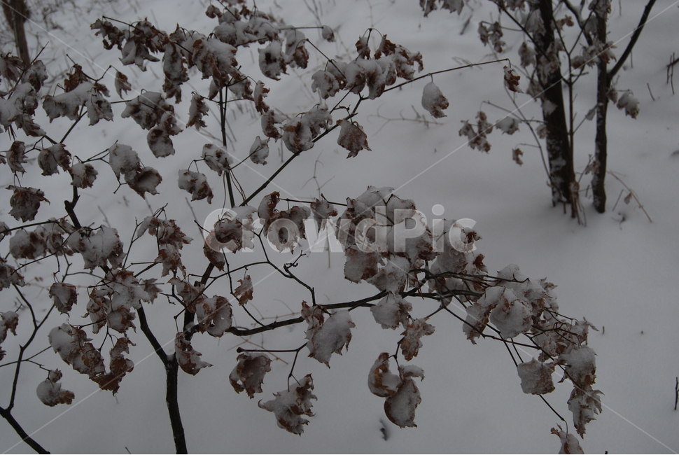 축령산,겨울,자연휴양림,눈,탐방로,겨울,계절,winter,season,식물,자연,plants,nature,나무,trees,wood