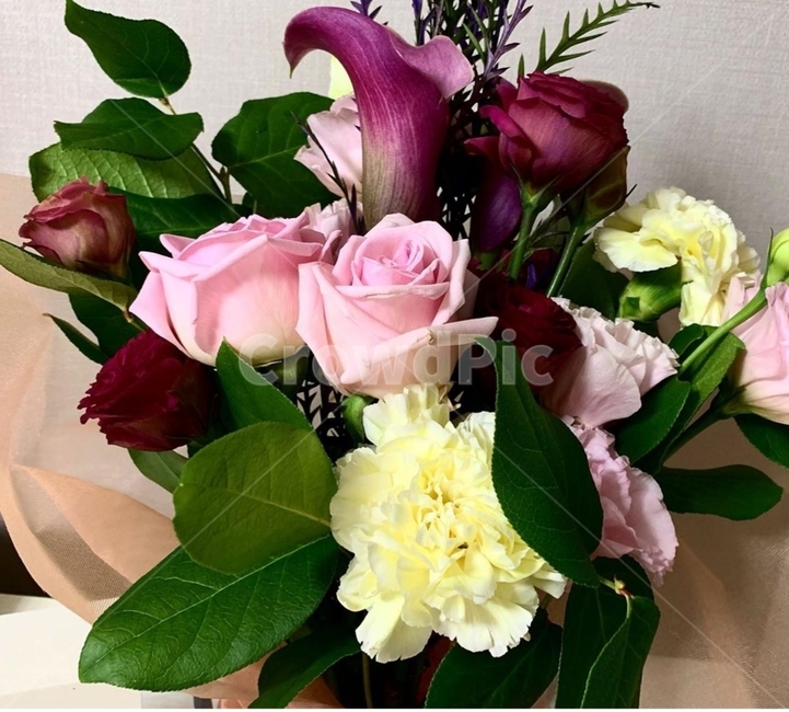 식물,꽃,flower,plant,힐링