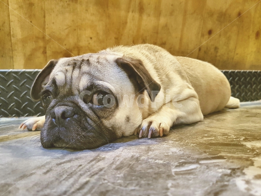 나른함,강아지,퍼그,애교,동물,개,일상,휴식,대화,drowsy,dog,pug,charms,animal,daily,rest,talk,동물,animal,포유류,mammal,개,강아지,dog,doggy