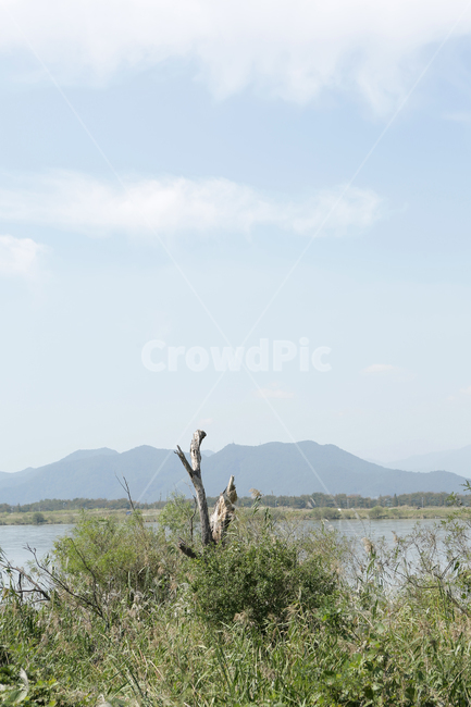 nature,자연,나무,낙동강,하구언,자연,풍경,nature,landscape