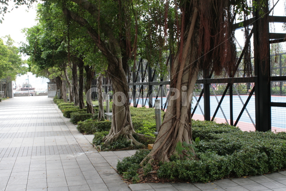 여유,나무,공원,여름,조경,자연,풍경,nature,landscape,outdoors,옥외,garden,정원,arbour,정자,plant,식물,tree,tree trunk,나무 줄기,flagstone,판석