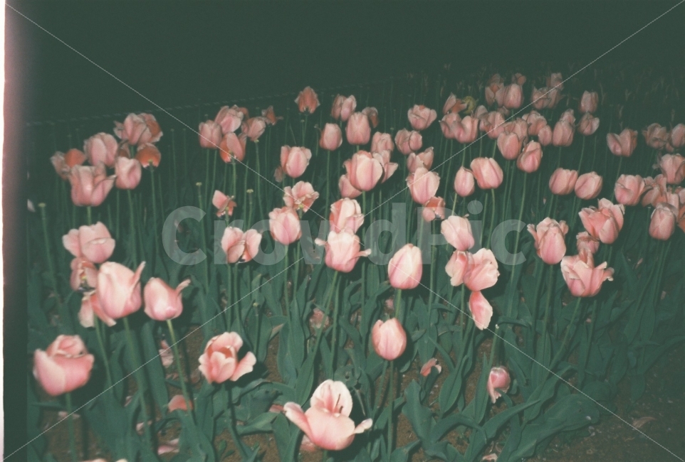 밤,꽃,공원,식물,감성사진,식물,자연,plants,nature,꽃,flower,감성,sensible,feeling