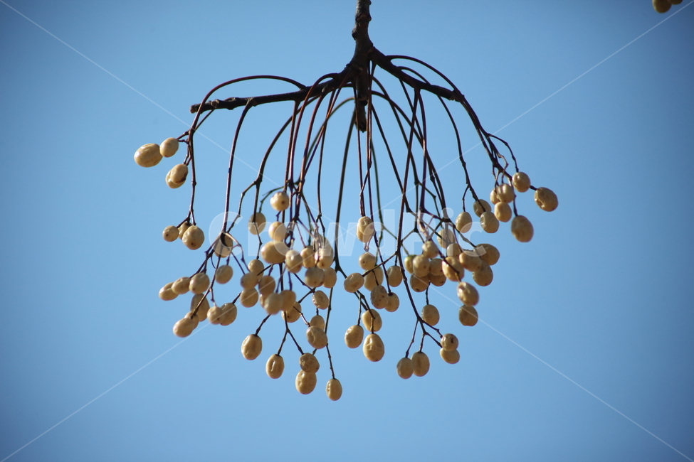 씨앗,종자,번식,식물,seed,식물,자연,plants,nature,과일,열매,fruit