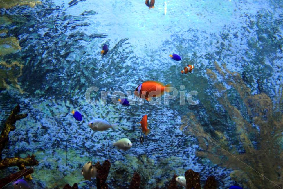 물,산호초,수족관,물고기,동물,해양,생물,심해,ocean,바다,대양,sealife,해양생물,암초,자연,aquatic,동물,animal