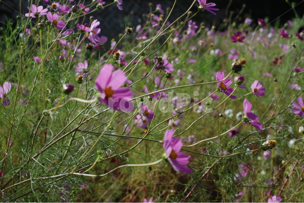 꽃,보라색,초록색,야외,아름다움,식물,자연,plants,nature,꽃,flower