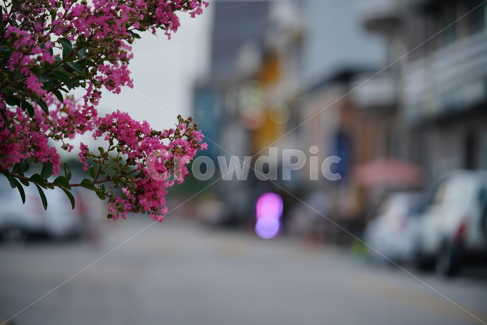 tree,나무,핑크,분홍,pink,자연,식물,생물,생명,blossom,꽃,flower,식물,자연,plants,nature,꽃,flower