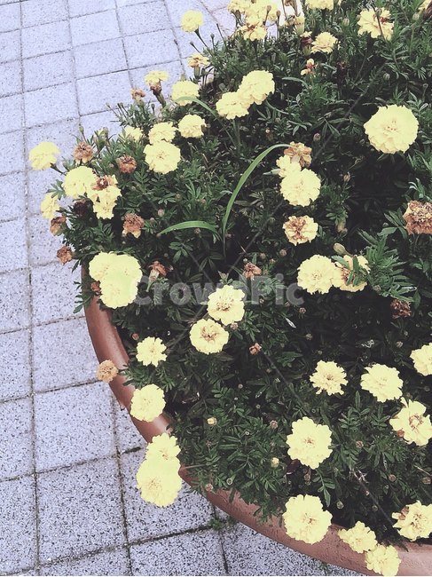 꽃,풍경,자연,감성,여름,노란색,spring,flower,film,nature