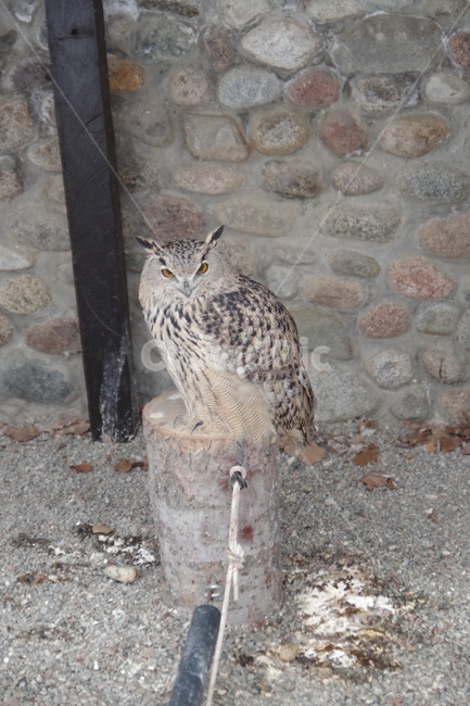 새,맹금류,부엉이,동물원,bird,owl,zoo