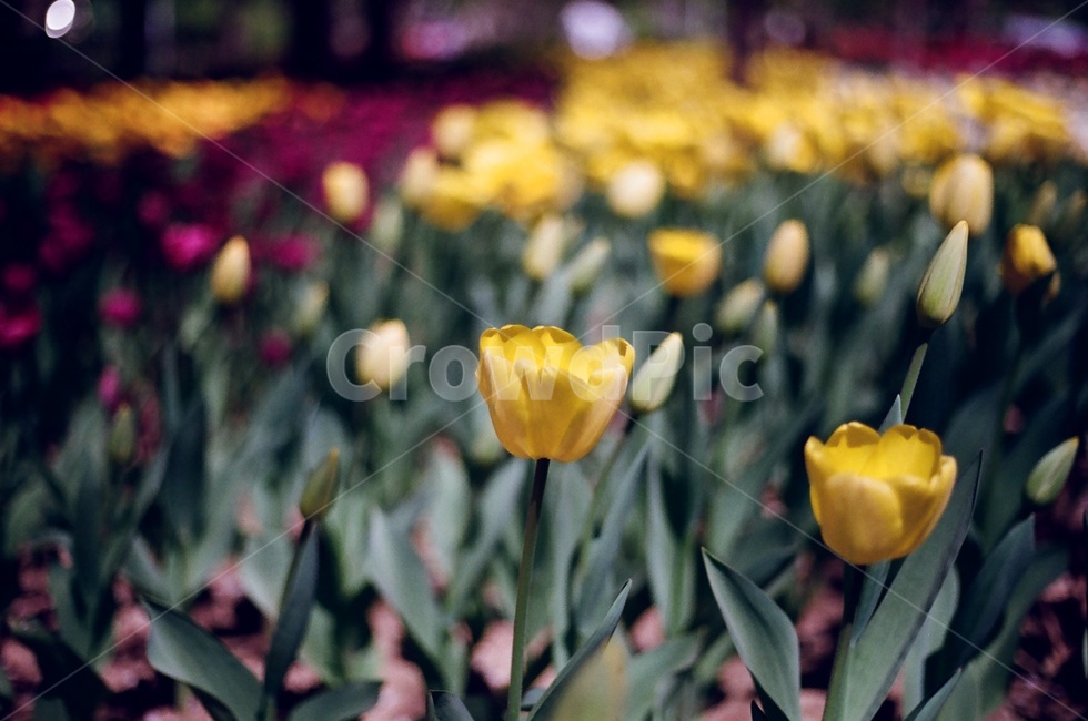 튤립,봄,아날로그,필름사진,서울숲,spring,tulip