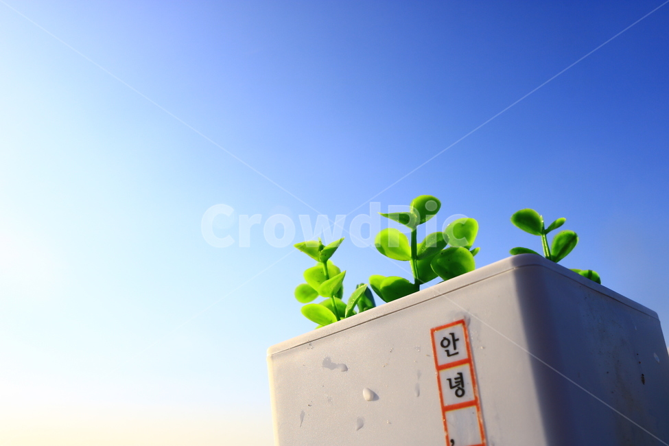 꽃,화분,꽃병,조명,자연,예쁜,flowers,꽃다발,화초,풀,식물,자연,plants,nature