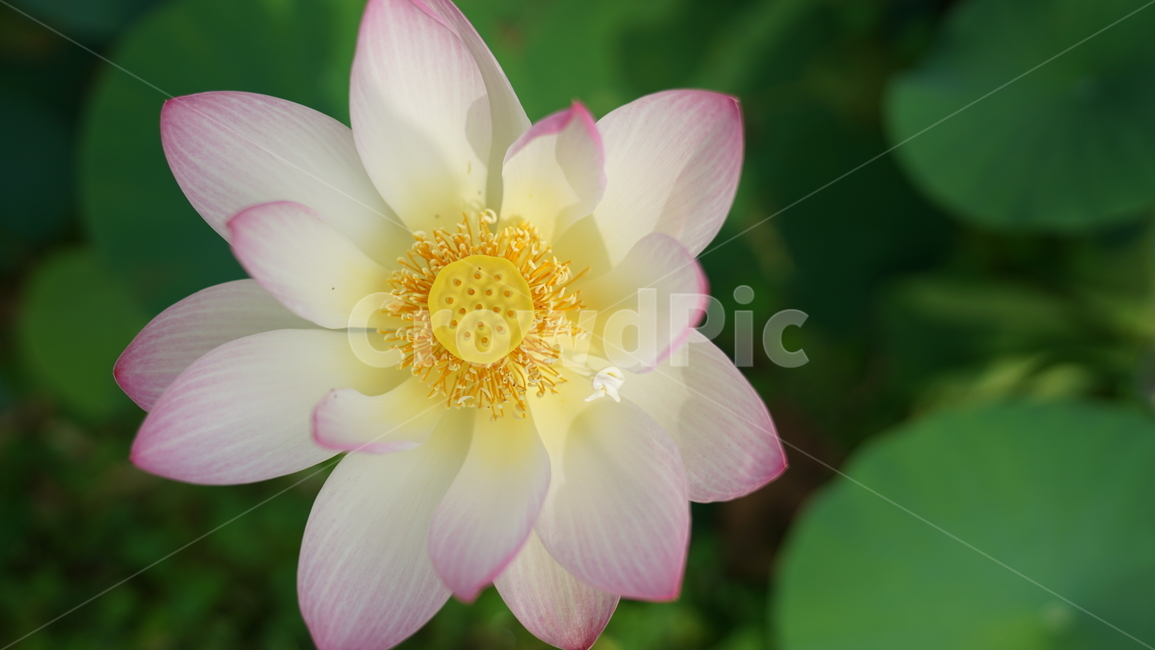 꽃,자연,연꽃,식물,계절,바탕화면,접사,nature,flower
