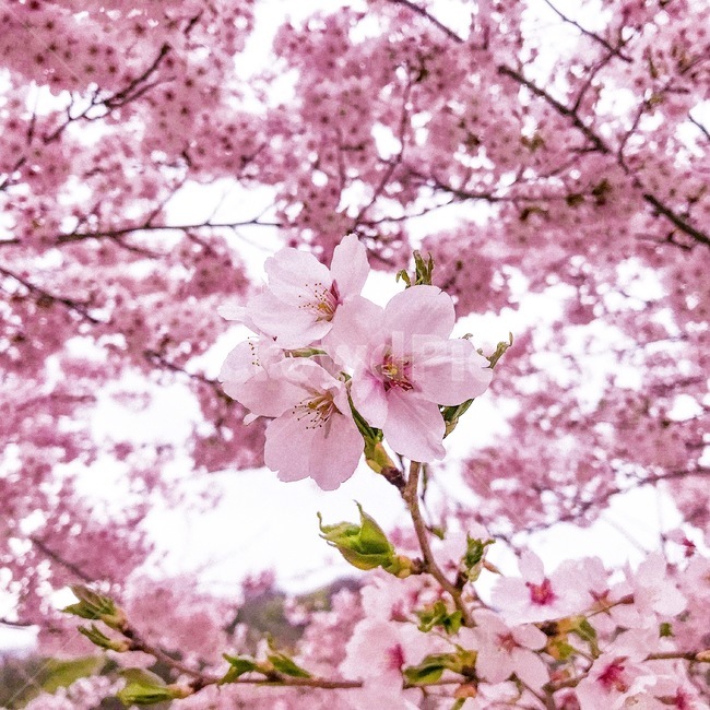 벚꽃,꽃,봄,spring,cherryblossom,봄,계절,spring,season,plant,식물,blossom,flower