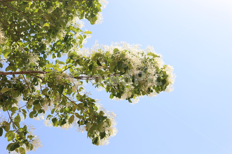 나무,tree,여름하늘,summer,sky,싱그러움,햇살,식물,자연,plants,nature,꽃,flower
