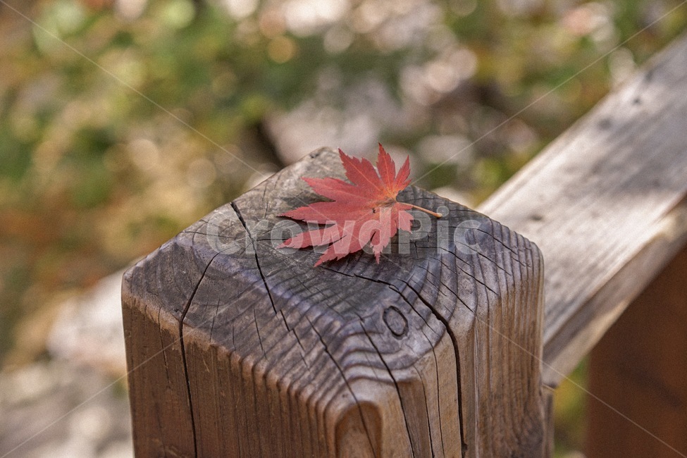 가을,단풍,낙엽,fall,잎,가을,계절,fall,autumn,season