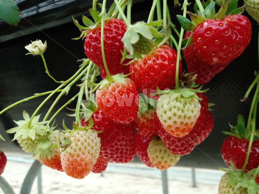 딸기,빨간열매,식물,strawberry,장미과,과일,농산물,과일,열매,fruit