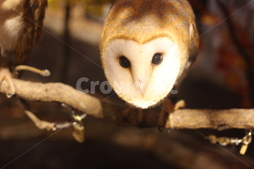 후쿠로우,일본,올빼미,올빼미카페,ふくろう,동물,animal,조류,새,birds