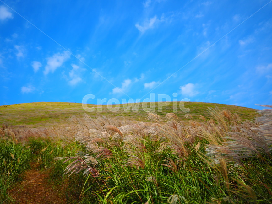 가을하늘,억세,억세풀,가을,구름,언덕,가을,계절,fall,autumn,season,grass,잔디,plant,식물,nature,자연,outdoors,옥외,grassland,목초지,field,들