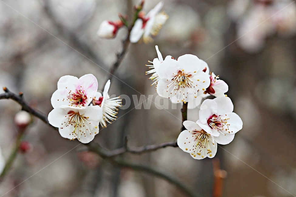 살구꽃,꽃,살구나무,자연,배경,봄,계절,spring,season,식물,자연,plants,nature,꽃,flower,plant