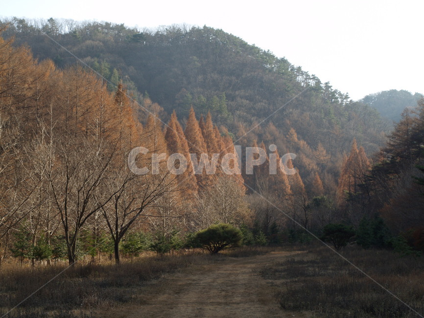 숲길,자연환경,겨울숲,메타세콰이어,풍경,가을,계절,fall,autumn,season,자연,풍경,nature,landscape