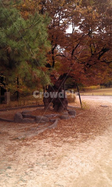 나무,단풍,고목,공원,가을