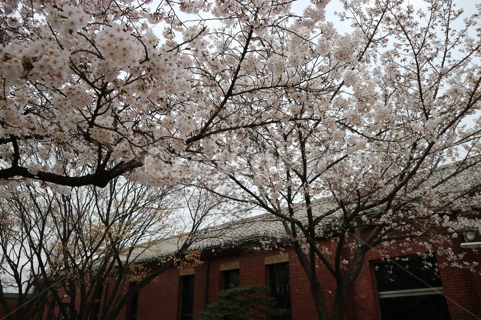 봄,꽃,벚꽃,나무,풍경,봄,계절,spring,season,식물,자연,plants,nature,나무,trees,wood,plant