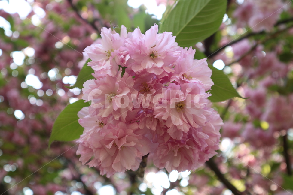 벚꽃,겹벚꽃,봄,꽃,분홍색,핑크,나무,산뜻,향기,시작,학기초,사랑,설레임,flower,cherryblossom,spring