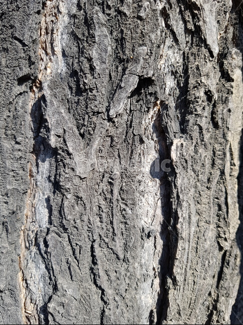 tree,나무,treetrunk,나무줄기,plant,식물,나무껍질,껍질,나무,trees,wood