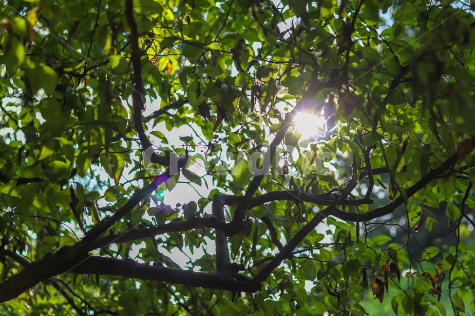 나무,빛갈라짐,여름,감성사진,여름감성,숲,여름,계절,summer,season,flare,플레어,light,빛