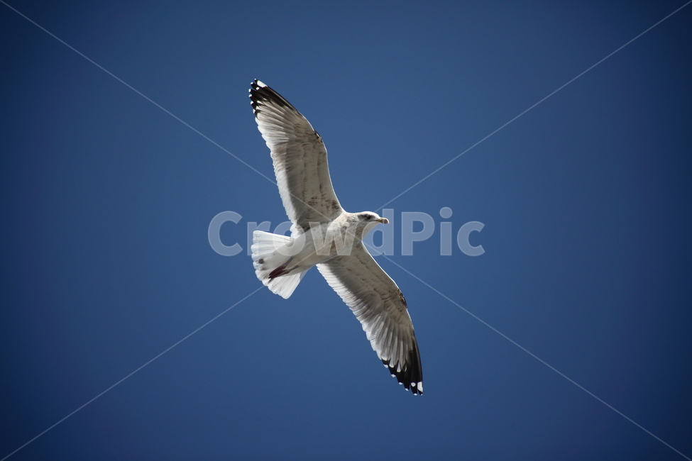 갈매기,바다새,대형조류,commongull,mewgull,동물,animal,조류,새,birds