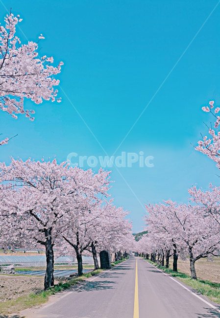 blossom,벚꽃,벚꽃길,하늘,flower,봄,계절,spring,season,plant,식물,꽃,cherry blossom