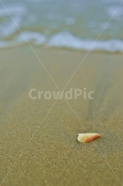 해변,조개,파도,모래,아웃포커스,outoffocus,자연,nature,조개껍데기,beach,sand,자국,감성,해변,바다,beach,sea,감성,sensible,feeling