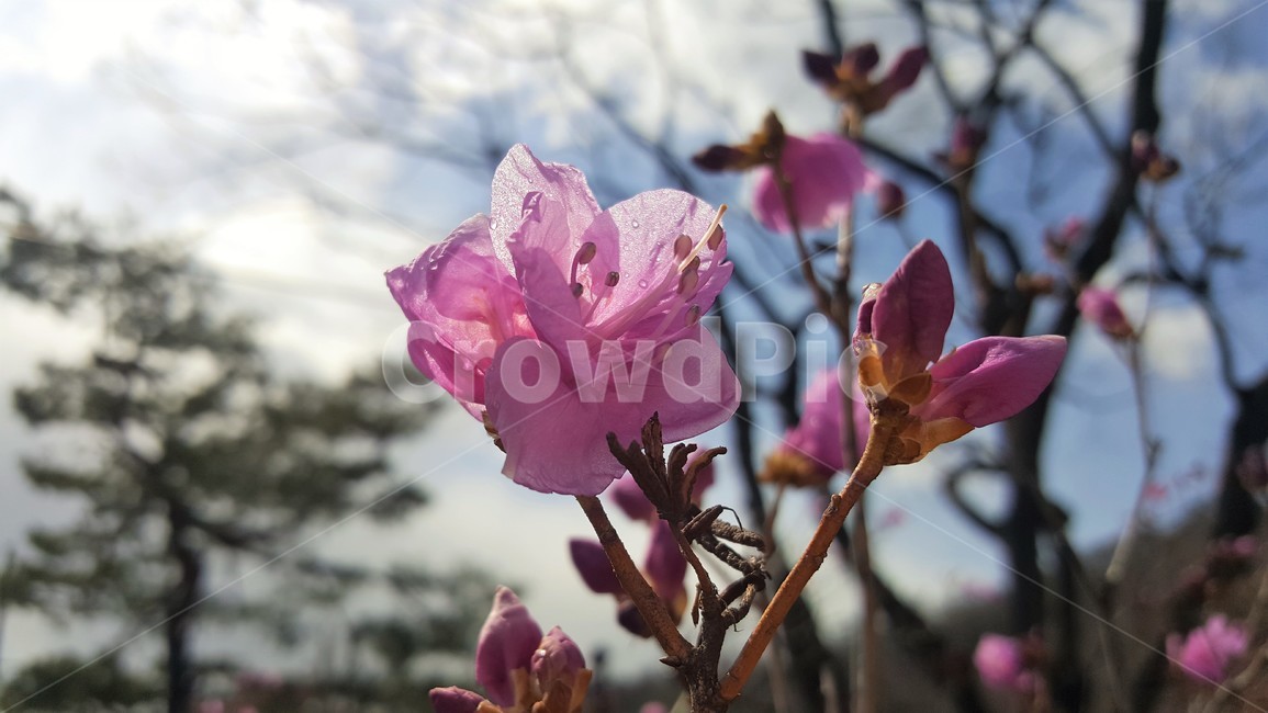 봄,꽃,진달래,자연,식물,분홍색,봄소식,봄꽃,핑크,암술,수술,꽃잎