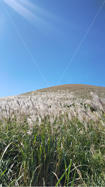 갈대,갈대숲,식물,reed,plant
