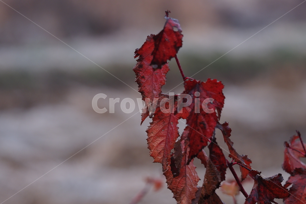 꽃,나뭇잎,쓸쓸,빨간,낙엽,가을,계절,fall,autumn,season,plant,식물,leaf,잎,veins,정맥