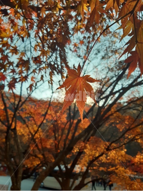 가을,단풍,단풍나무,내장산단풍,가을내장산,가을단풍나무