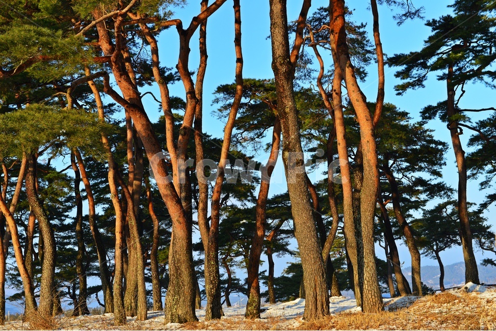 보성,웅치소나무설경,웅치소나무,솔밭,설경,겨울,계절,자연,경치,경관,풍경,plant,식물,treetrunk,나무줄기,tree,나무