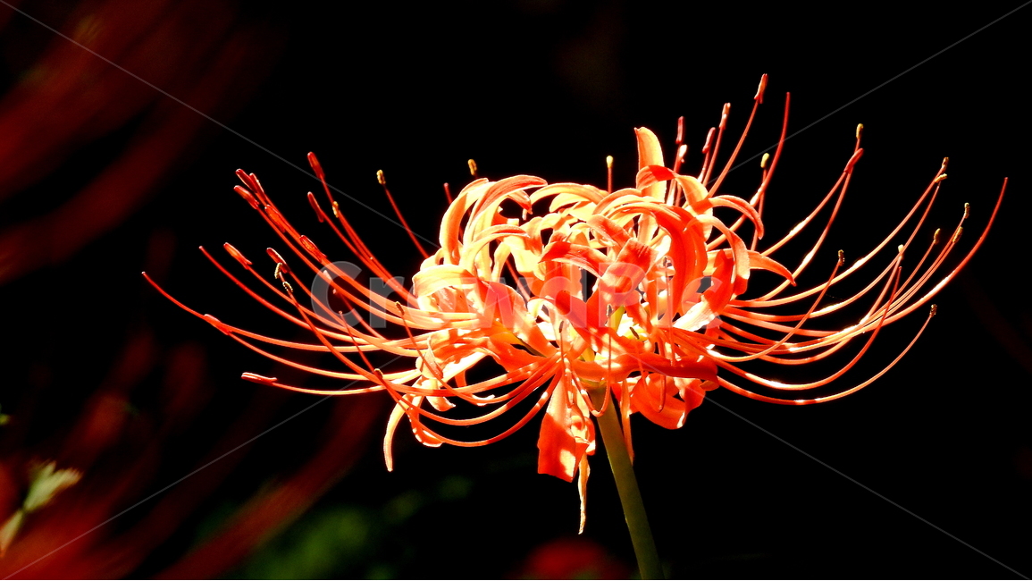 꽃,식물,자연,가을,풍경,식물,자연,plants,nature,꽃,flower