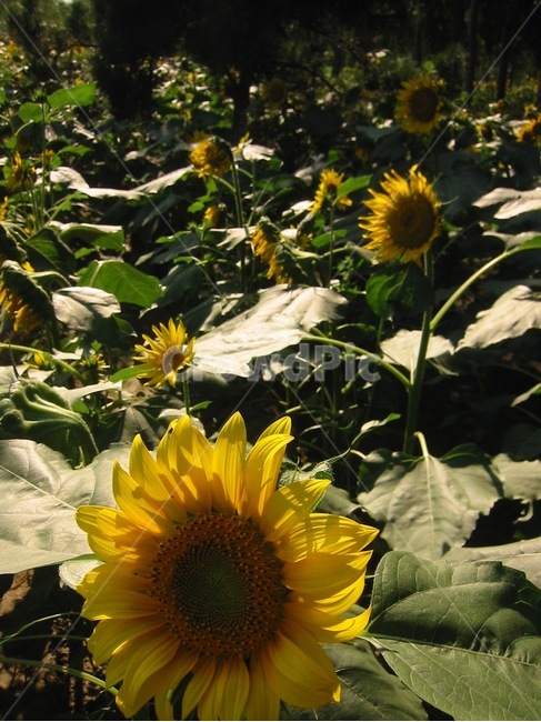 해바라기,들판,역광,식물,꽃,꽃밭,자연,햇살,여름,계절,summer,season,가을,fall,autumn,식물,자연,plants,nature,꽃,flower,plant,blossom,sunflower